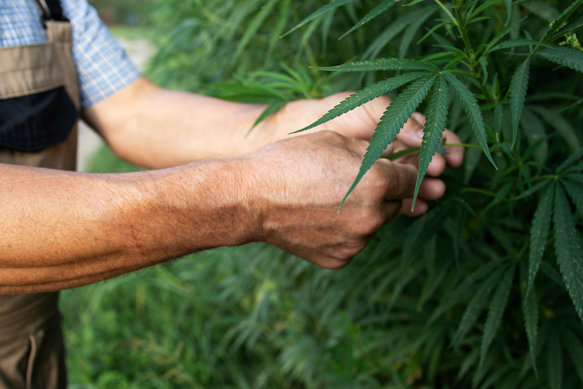 Frascos de óleo medicinal Santa Planta Uruguay em composição premium com fundo natural e elegante