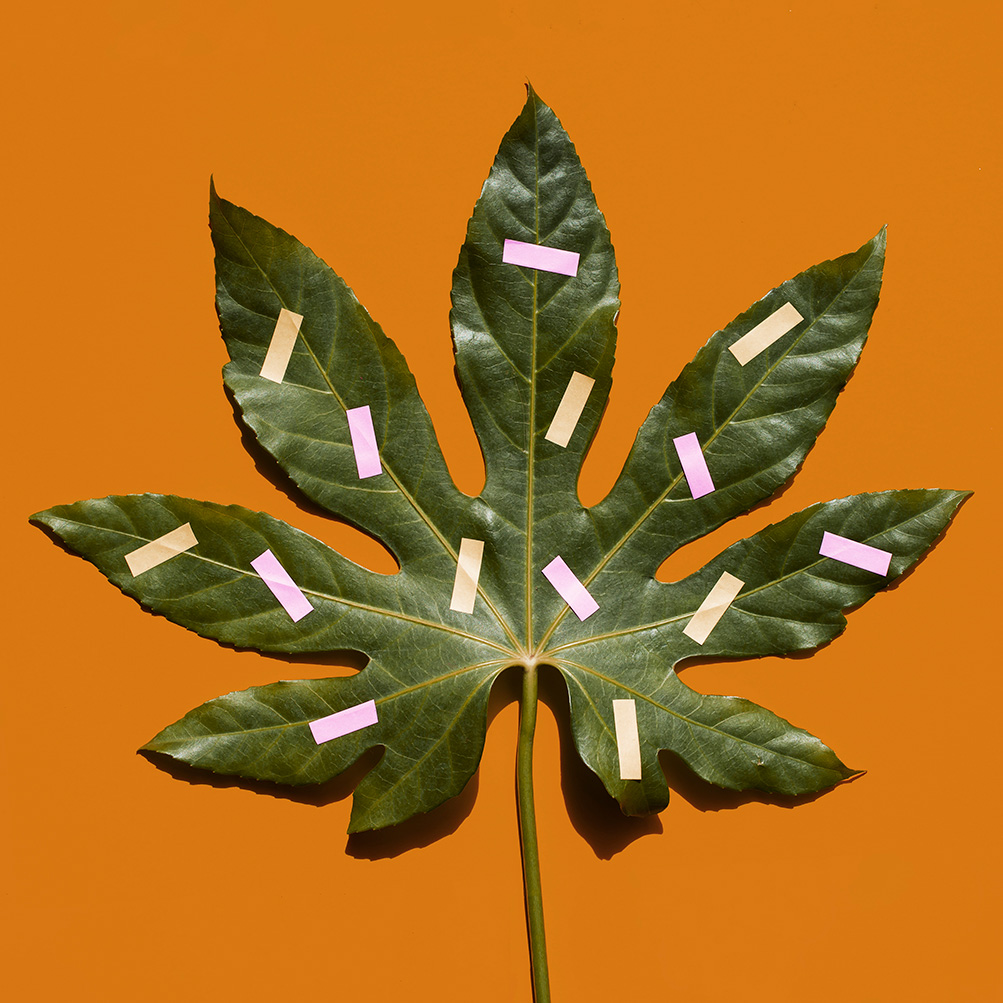 Imagem educativa sobre sistema endocanabinoide, equilíbrio do organismo e cannabis medicinal com responsabilidade