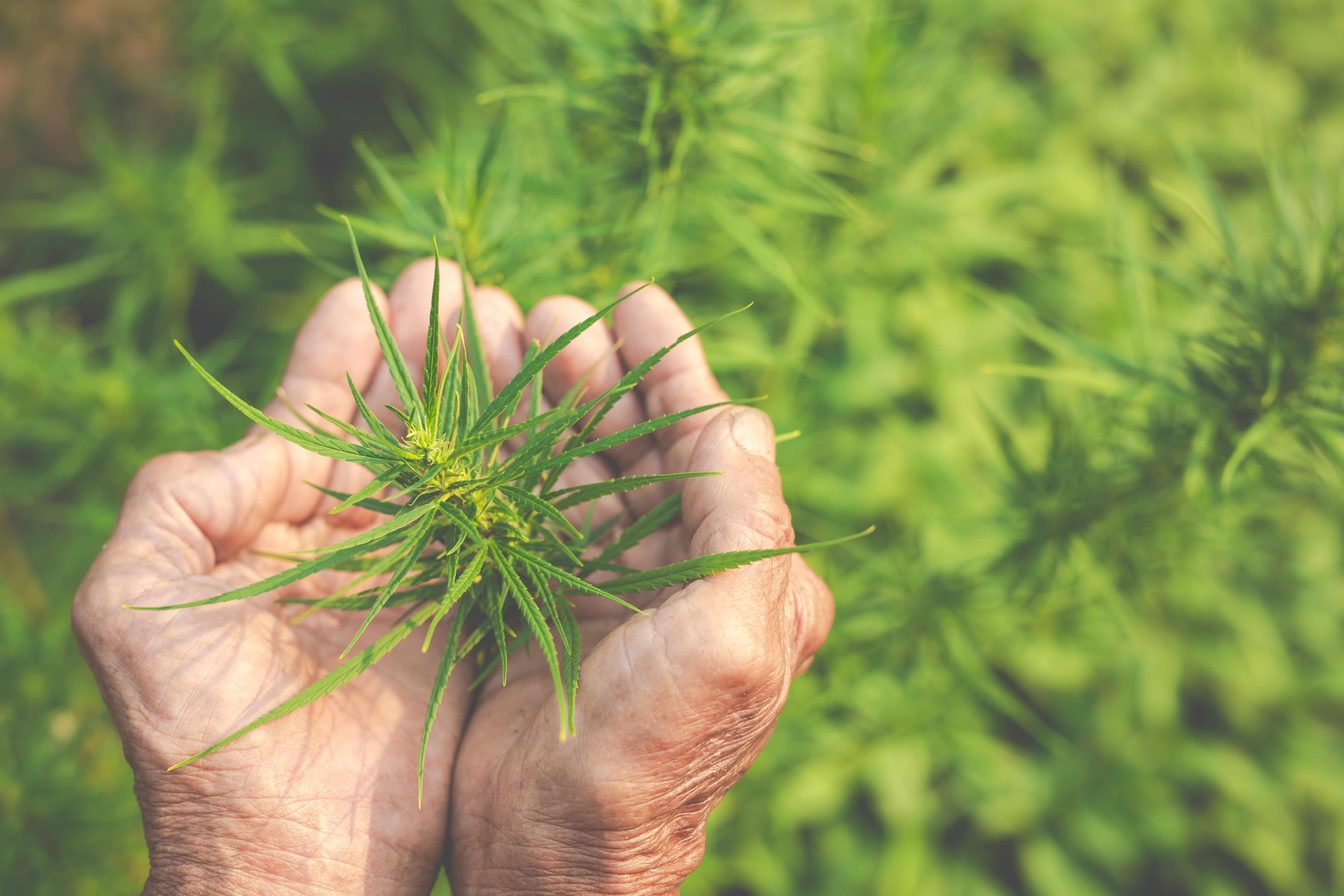 Pessoa recebendo orientação profissional em um contexto de saúde e bem-estar, representando o uso responsável da cannabis medicinal