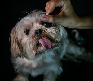 Os animais também necessitam de CBD!