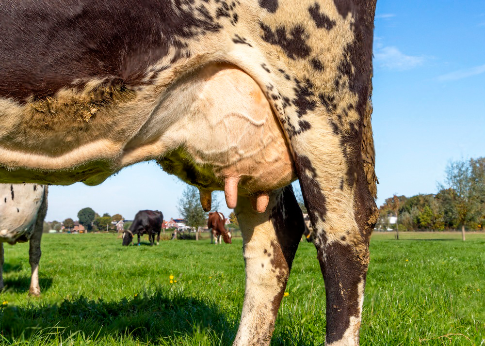 Mastite Bovina